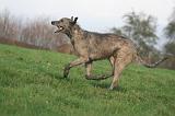 IRISH WOLFHOUND 388